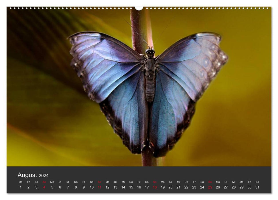 Butterflies (CALVENDO wall calendar 2024) 