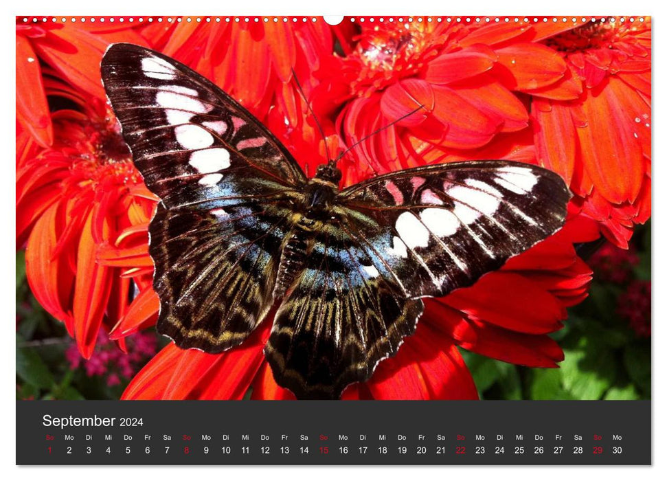 Butterflies (CALVENDO wall calendar 2024) 