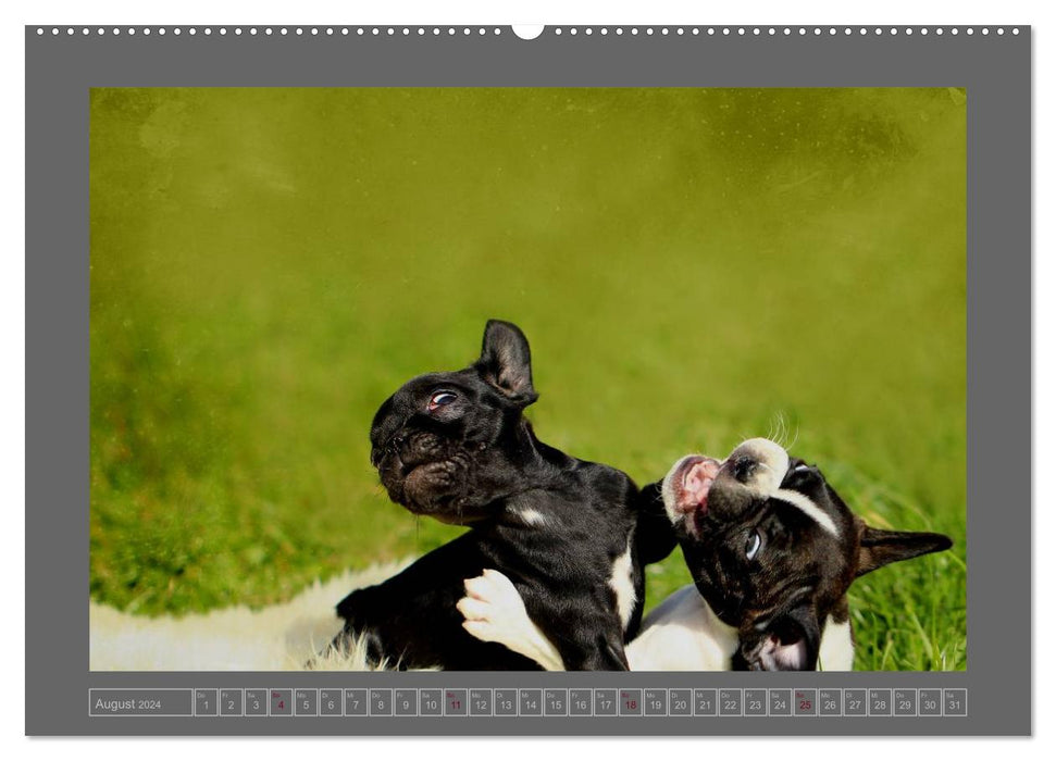 French Bulldogs (CALVENDO Wall Calendar 2024) 