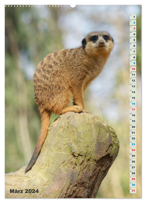 Meerkat Meerkats Suricates (CALVENDO Premium Wall Calendar 2024) 