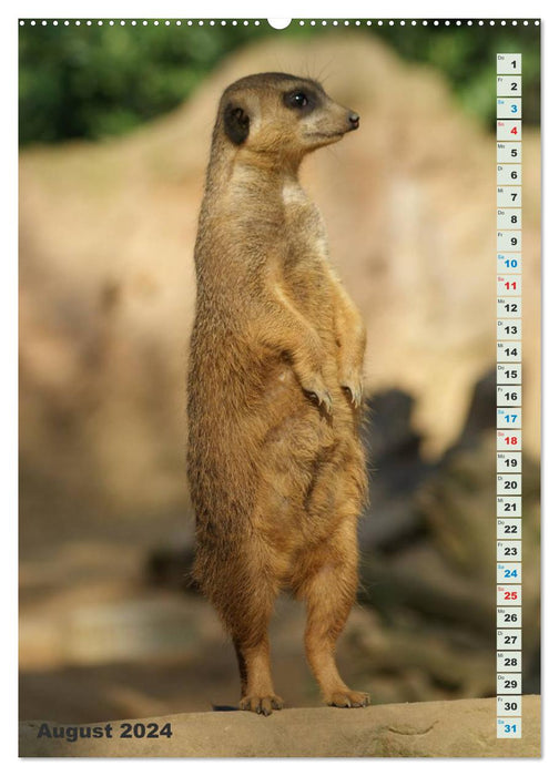 Erdmännchen-Meerkats-Surikate (CALVENDO Premium Wandkalender 2024)