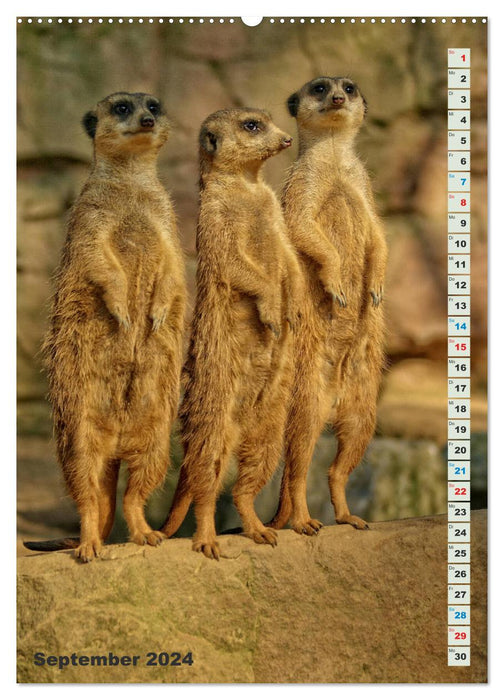 Erdmännchen-Meerkats-Surikate (CALVENDO Premium Wandkalender 2024)