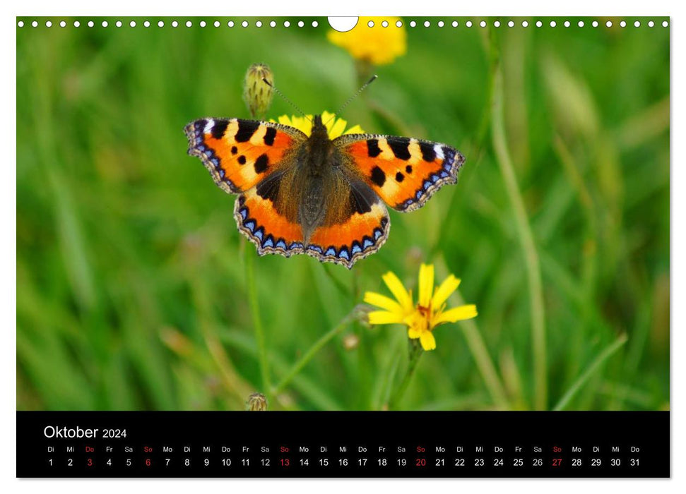 Heimische Insekten Welten (CALVENDO Wandkalender 2024)