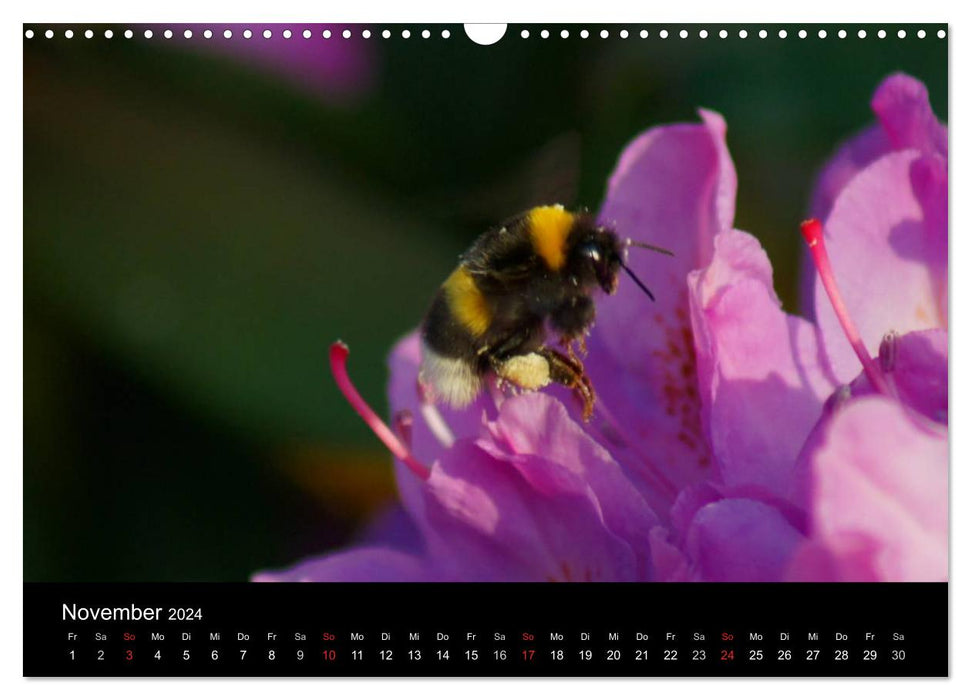 Heimische Insekten Welten (CALVENDO Wandkalender 2024)