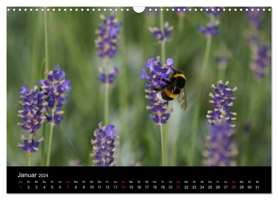 Heimische Insekten Welten (CALVENDO Wandkalender 2024)