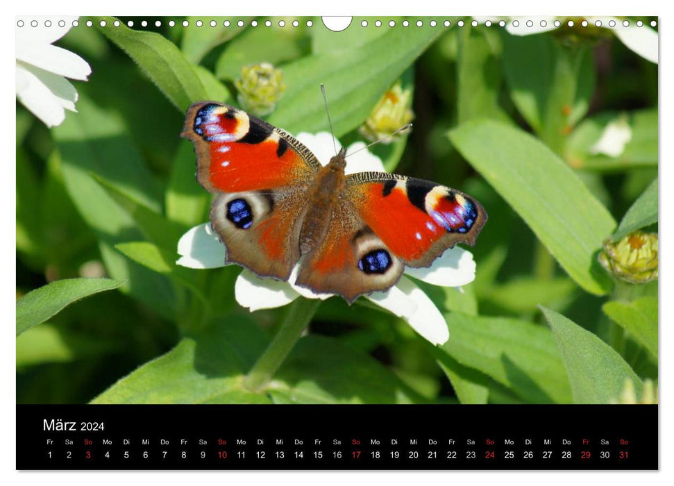 Local insect worlds (CALVENDO wall calendar 2024) 