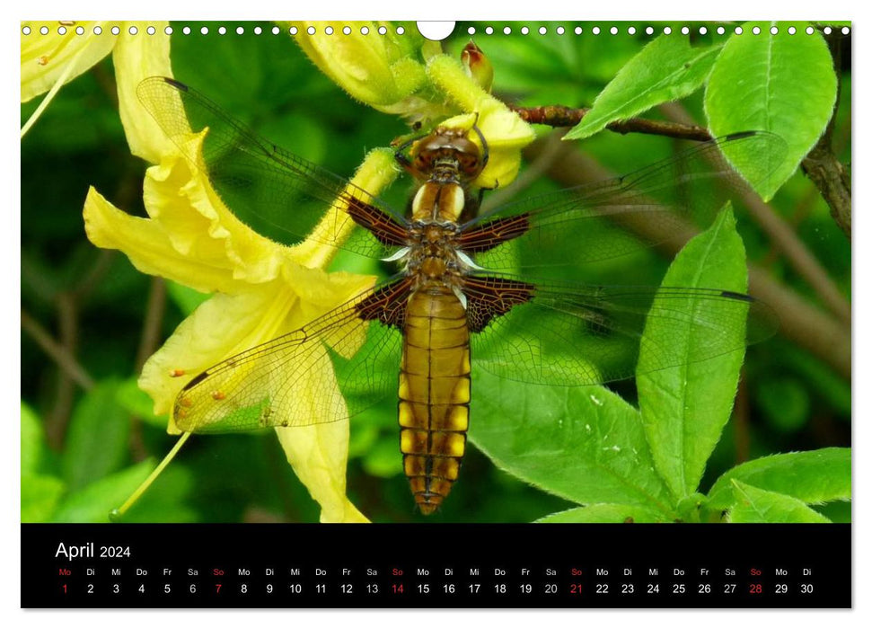 Local insect worlds (CALVENDO wall calendar 2024) 