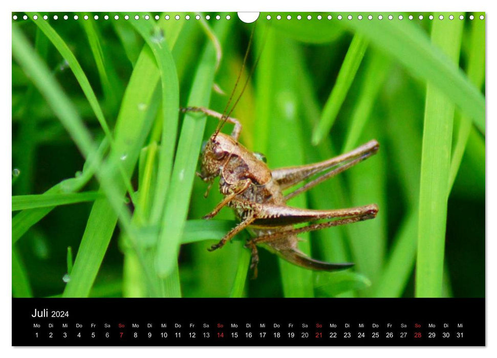 Heimische Insekten Welten (CALVENDO Wandkalender 2024)