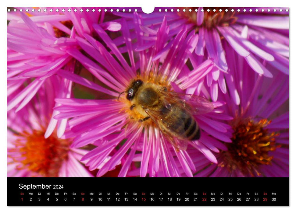 Heimische Insekten Welten (CALVENDO Wandkalender 2024)
