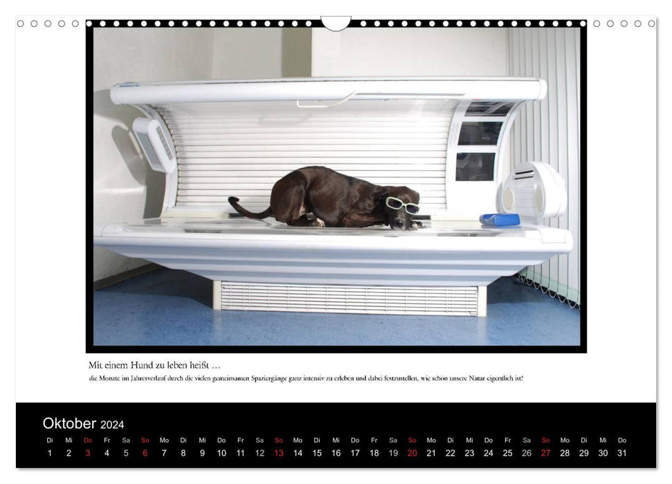 Living with a dog means... (CALVENDO wall calendar 2024) 