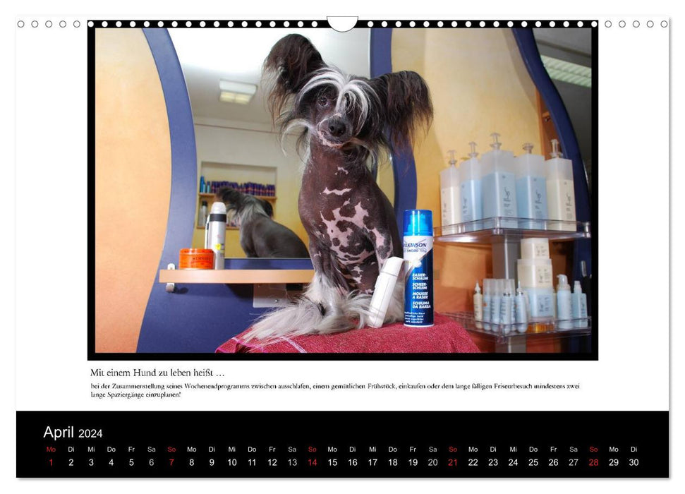 Living with a dog means... (CALVENDO wall calendar 2024) 
