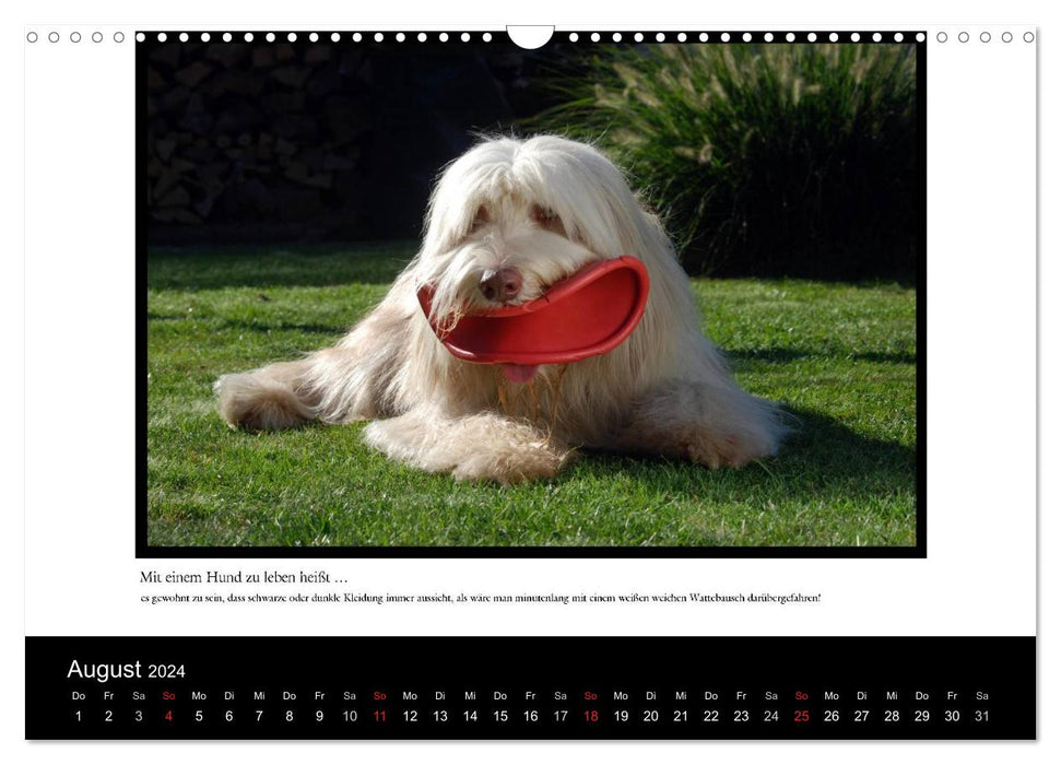 Mit einem Hund zu leben heißt ... (CALVENDO Wandkalender 2024)