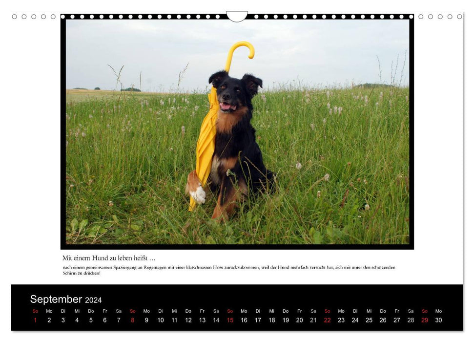 Mit einem Hund zu leben heißt ... (CALVENDO Wandkalender 2024)