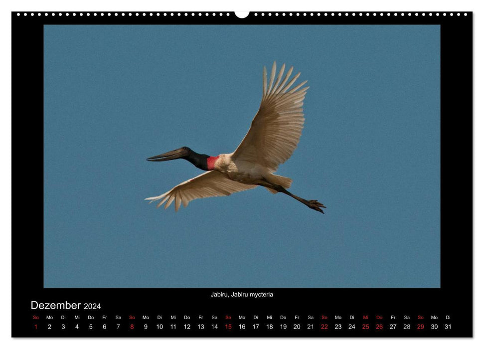 Birds of the Pantanal (CALVENDO Premium Wall Calendar 2024) 