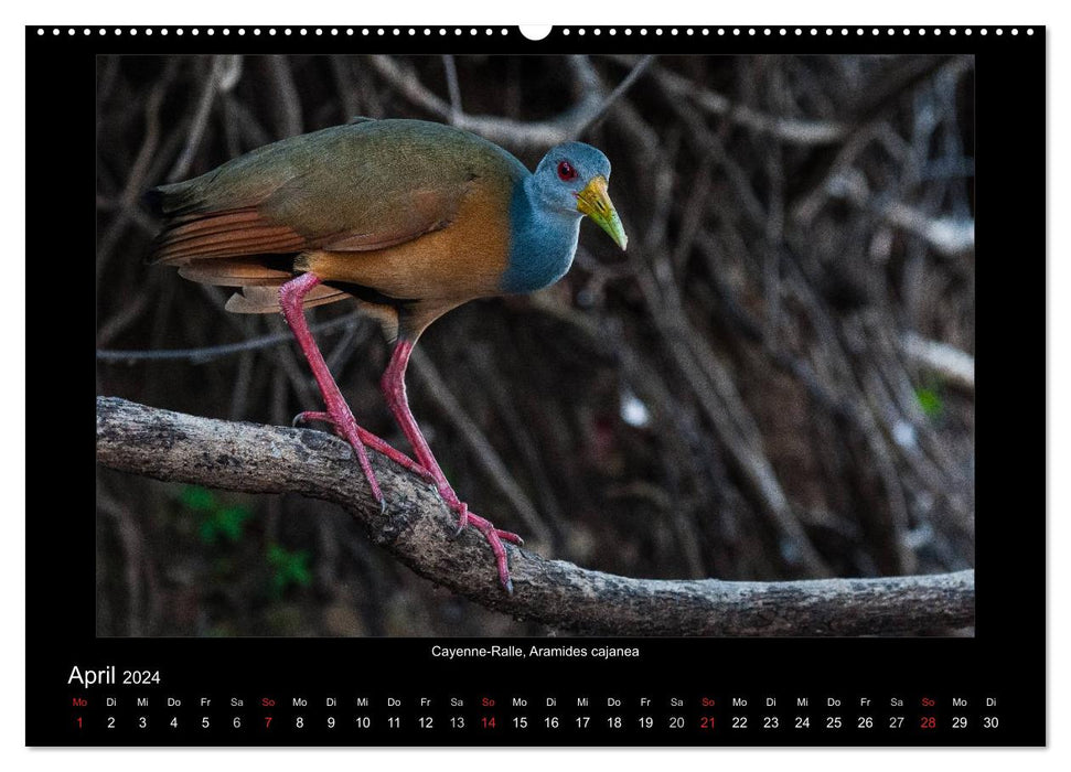 Vögel des Pantanal (CALVENDO Premium Wandkalender 2024)