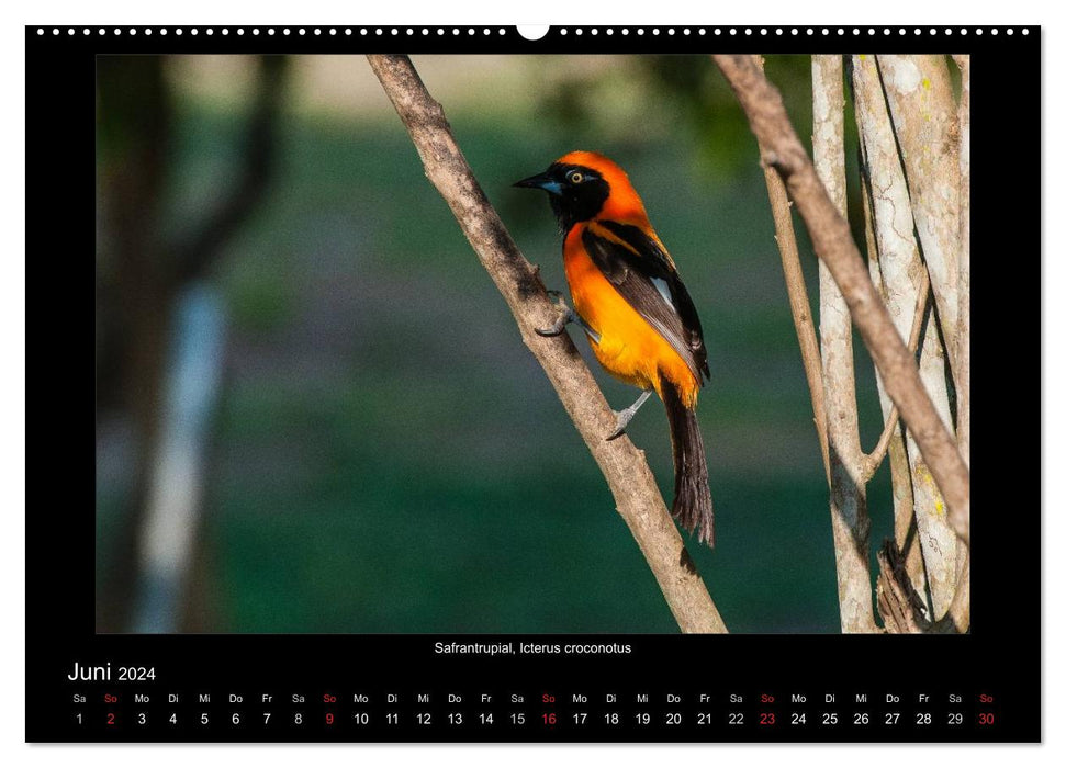 Birds of the Pantanal (CALVENDO Premium Wall Calendar 2024) 