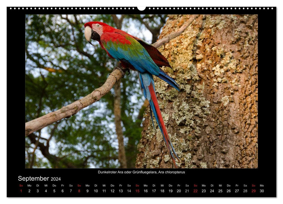Birds of the Pantanal (CALVENDO Premium Wall Calendar 2024) 