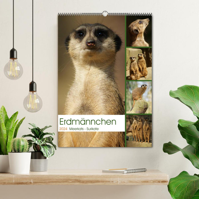 Erdmännchen-Meerkats-Surikate (CALVENDO Wandkalender 2024)