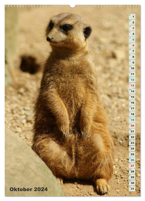 Erdmännchen-Meerkats-Surikate (CALVENDO Wandkalender 2024)