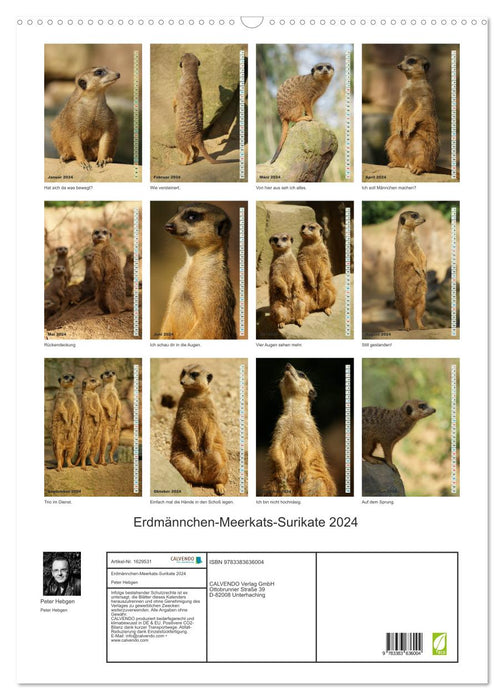 Meerkat Meerkats Suricates (CALVENDO Wall Calendar 2024) 