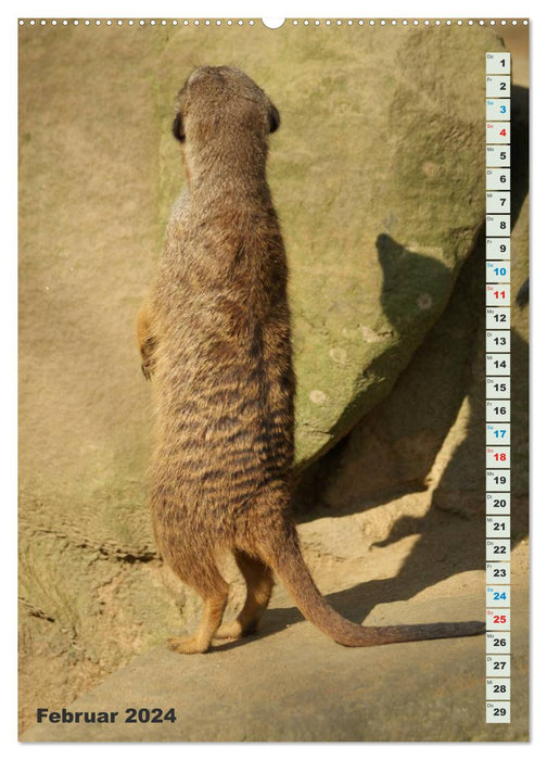 Meerkat Meerkats Suricates (CALVENDO Wall Calendar 2024) 