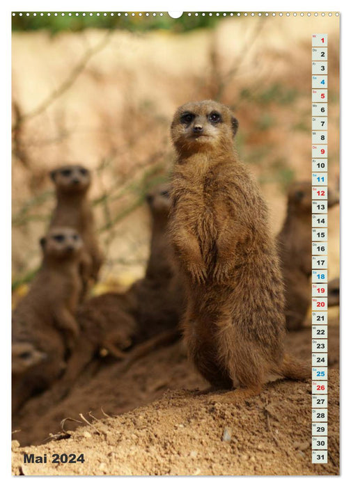 Meerkat Meerkats Suricates (CALVENDO Wall Calendar 2024) 