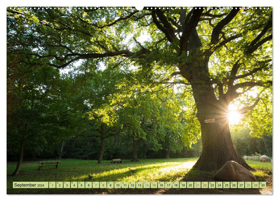 Grünes Halle/Saale - Meine wilde Händelstadt (CALVENDO Premium Wandkalender 2024)