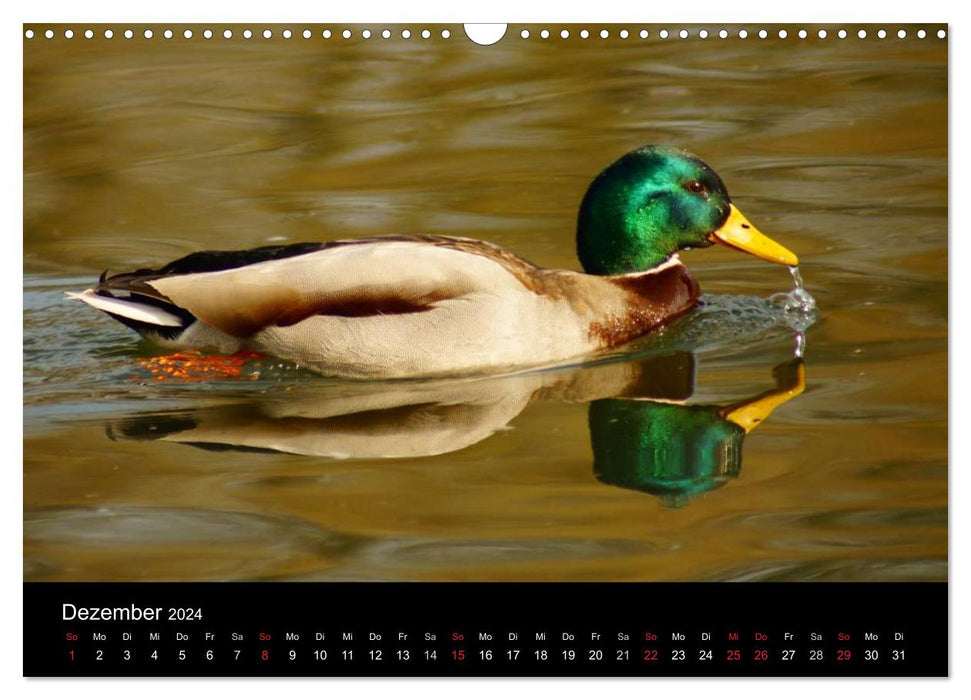 The life of ducks (CALVENDO wall calendar 2024) 