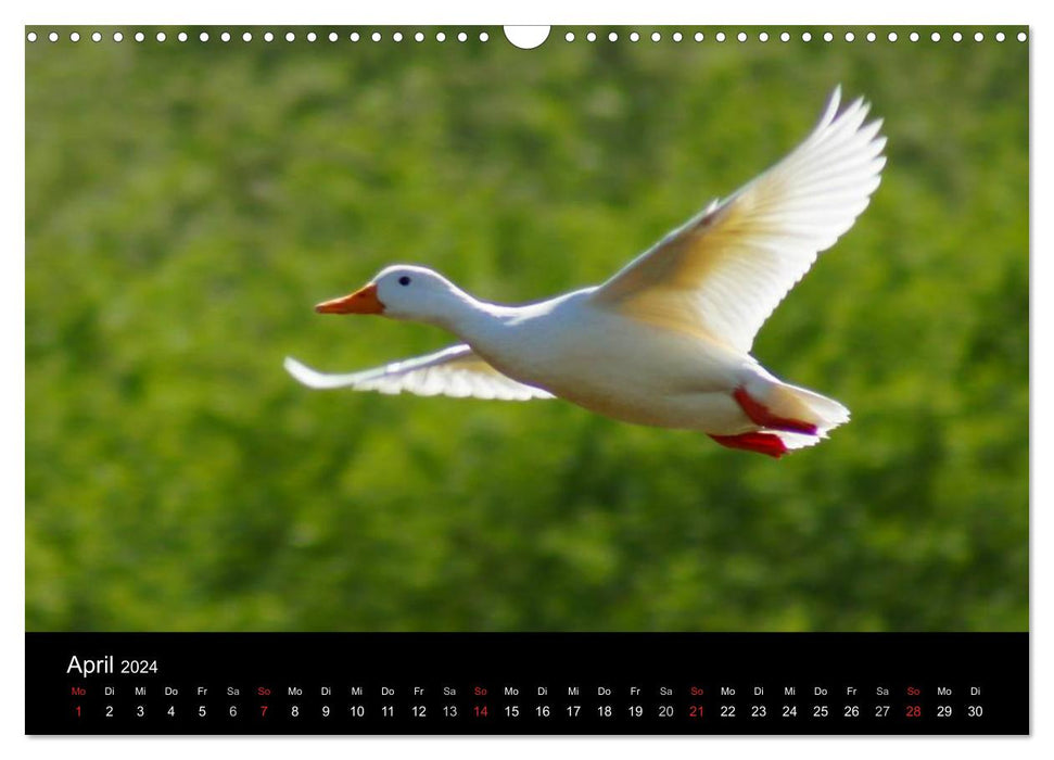 Das Leben der Enten (CALVENDO Wandkalender 2024)