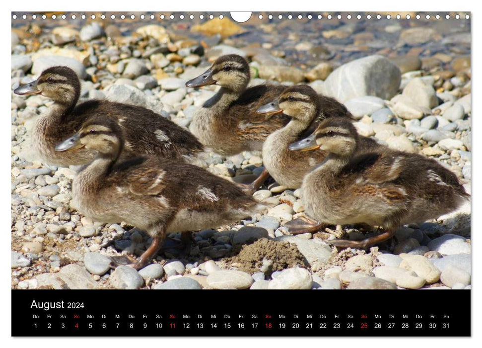 Das Leben der Enten (CALVENDO Wandkalender 2024)