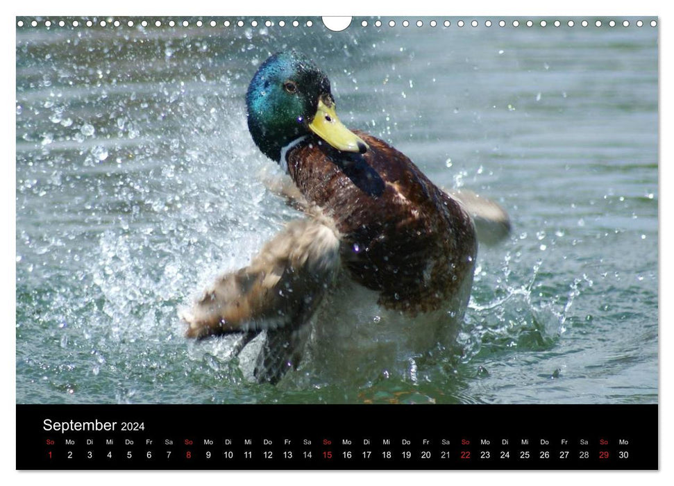 The life of ducks (CALVENDO wall calendar 2024) 
