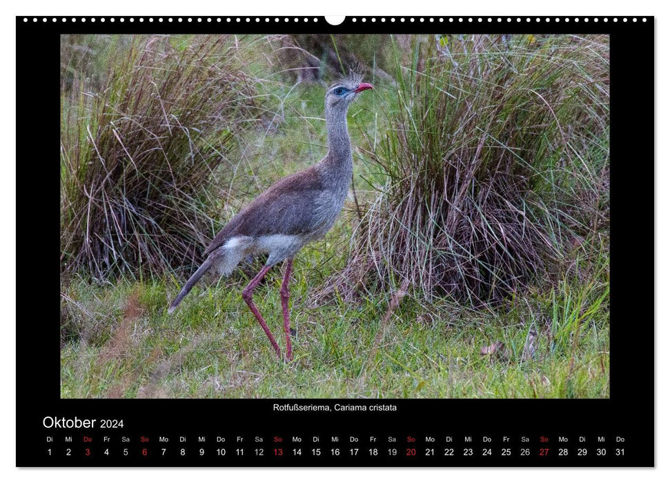 Birds of the Pantanal (CALVENDO wall calendar 2024) 