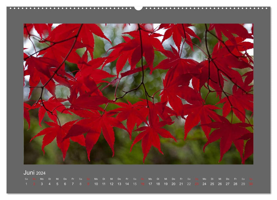 RED! (CALVENDO wall calendar 2024) 