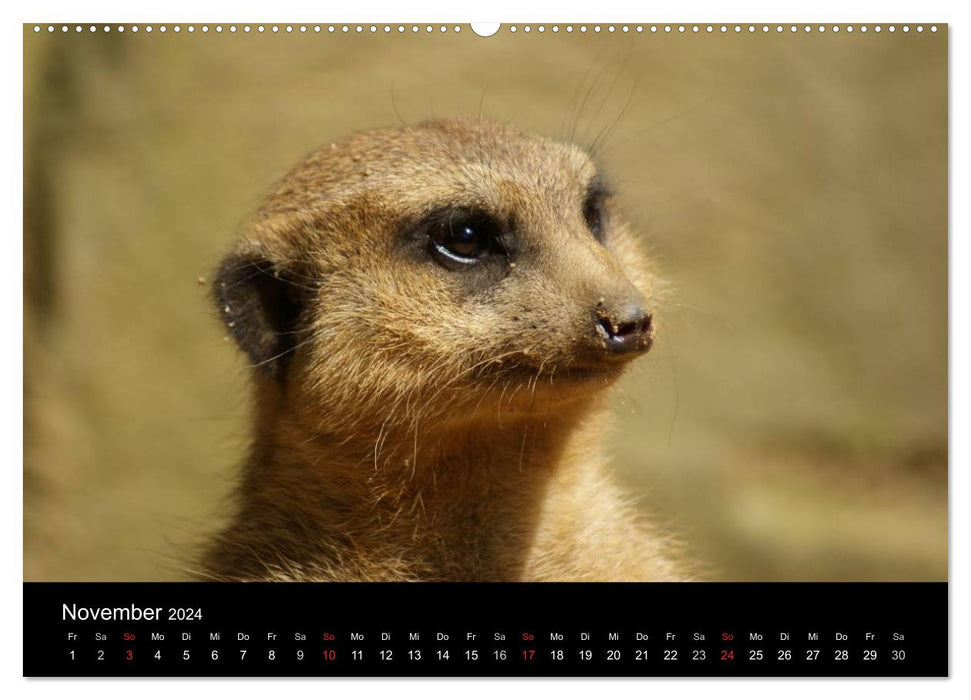 Meerkat – Together we are strong (CALVENDO wall calendar 2024) 