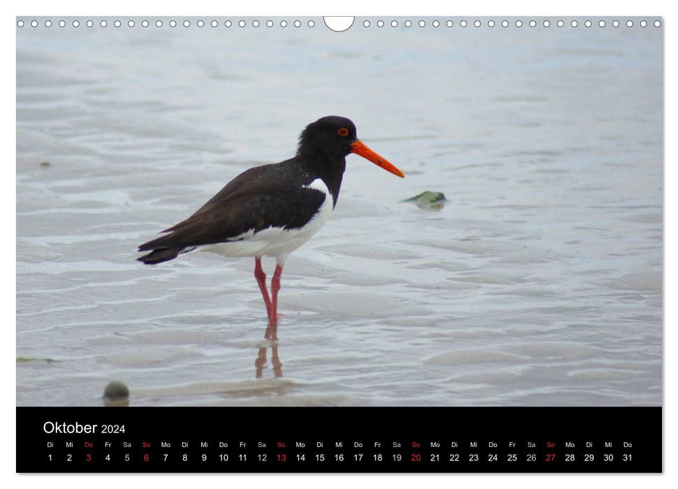 Hochseeeinsel Helgoland (CALVENDO Wandkalender 2024)