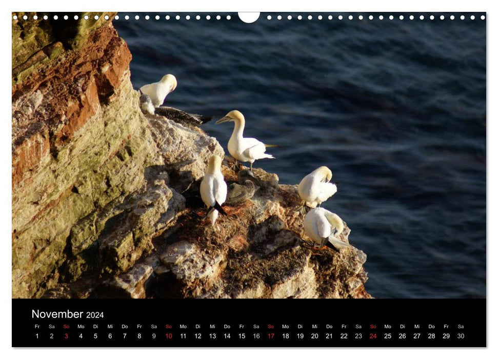Hochseeeinsel Helgoland (CALVENDO Wandkalender 2024)