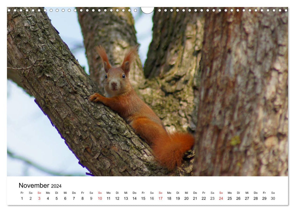 Das heimliche Leben der Eichhörnchen (CALVENDO Wandkalender 2024)