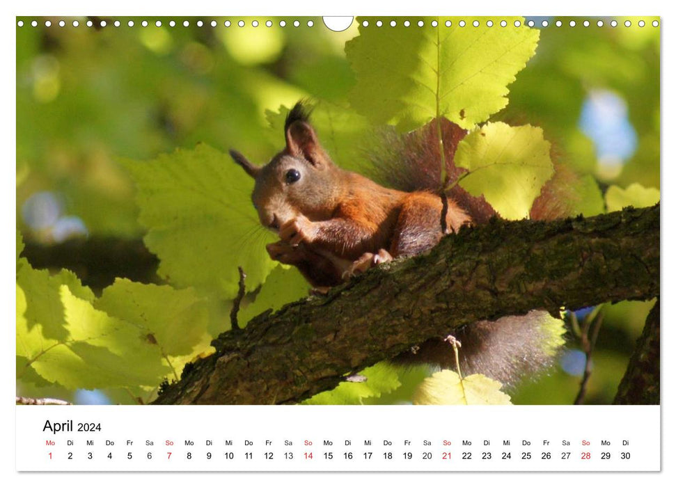 The secret life of squirrels (CALVENDO wall calendar 2024) 