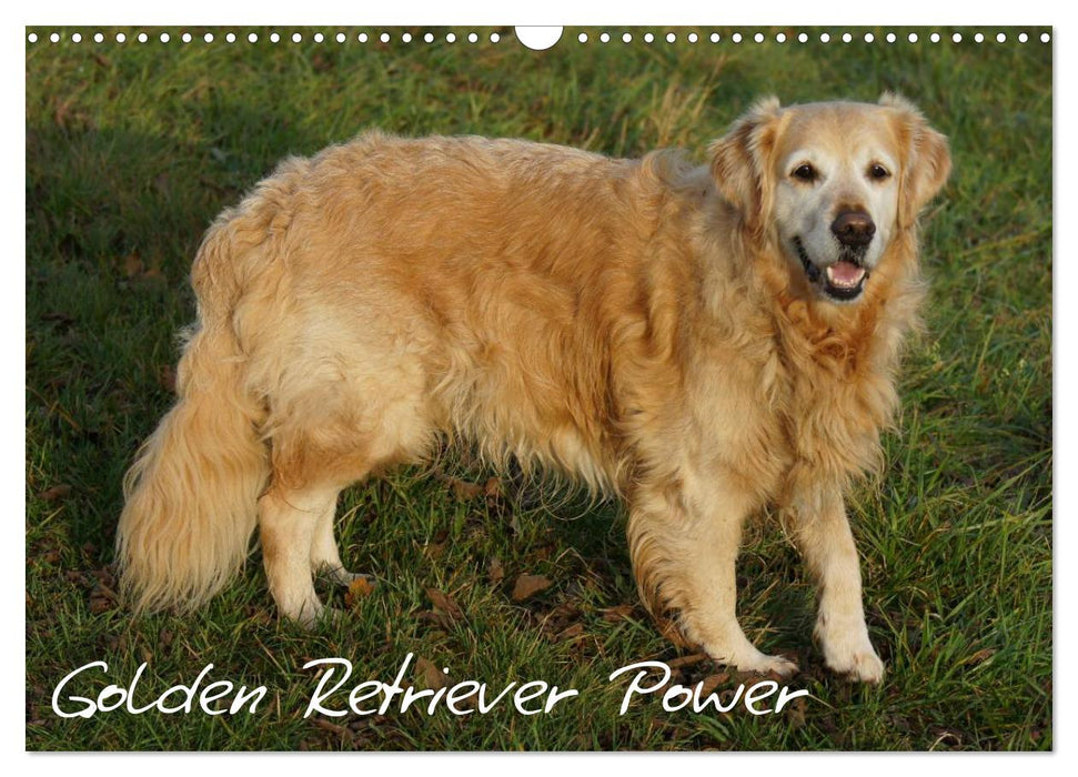 Golden Retriever Power (CALVENDO wall calendar 2024) 