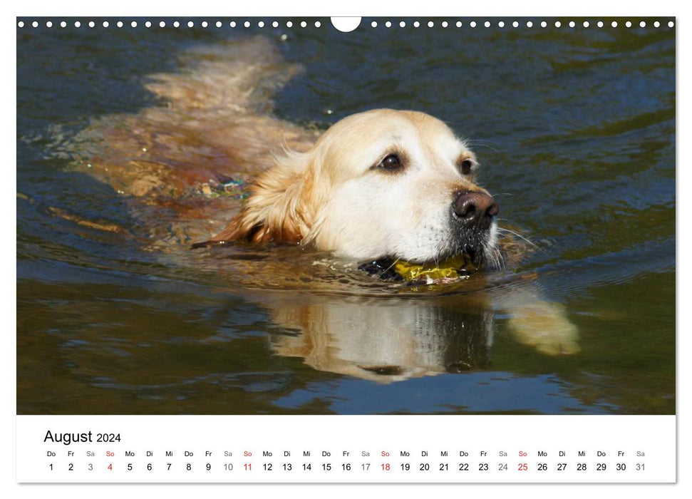 Golden Retriever Power (CALVENDO Wandkalender 2024)