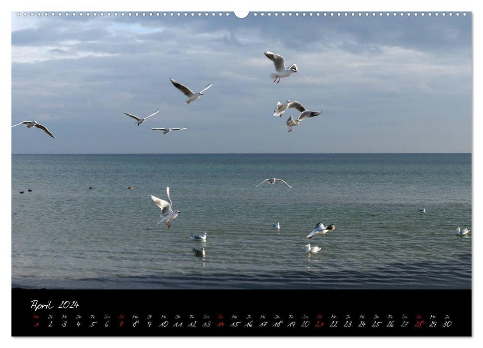 Ostsee-Strand (CALVENDO Wandkalender 2024)