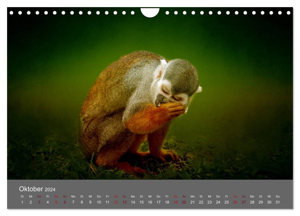Animal calendar (CALVENDO wall calendar 2024) 
