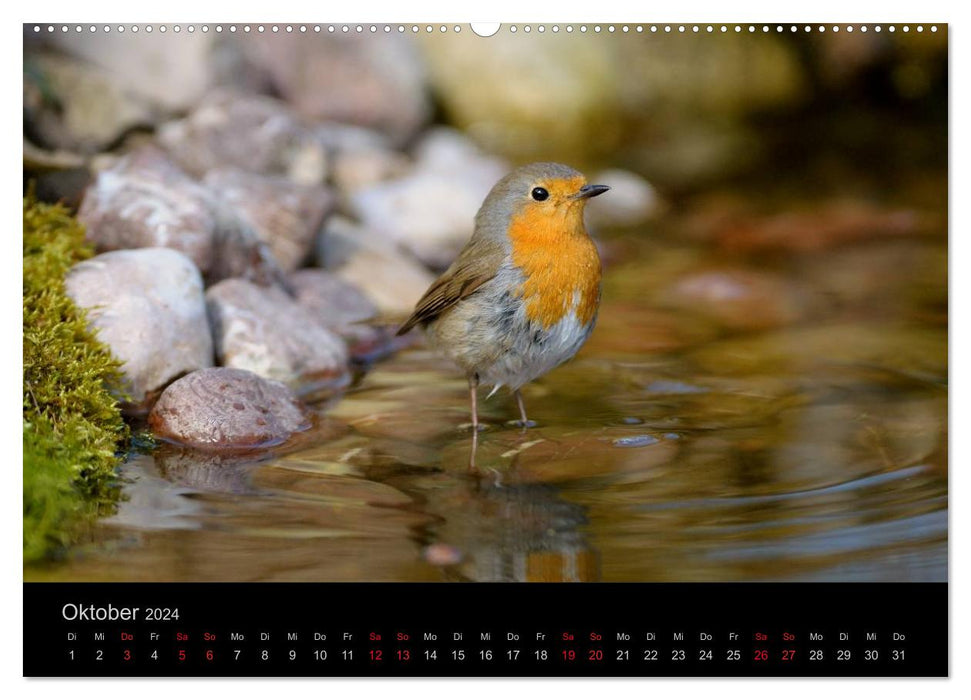 Vögel Stars vor der Kamera (CALVENDO Premium Wandkalender 2024)