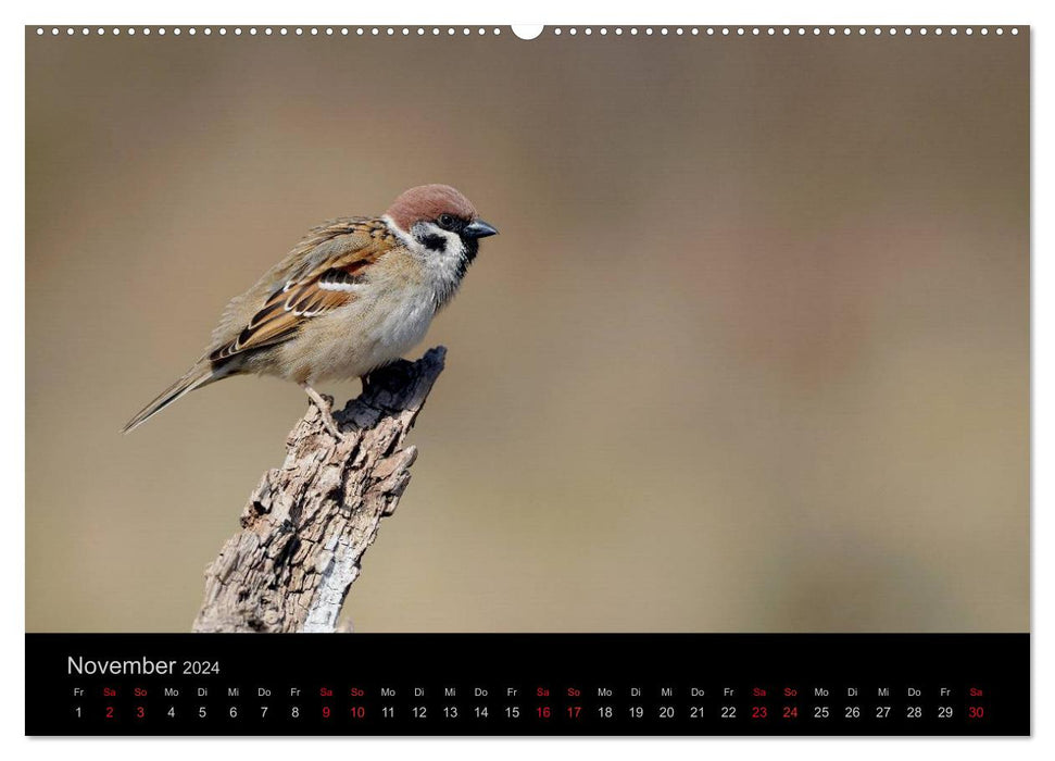 Birds Stars in front of the camera (CALVENDO Premium Wall Calendar 2024) 