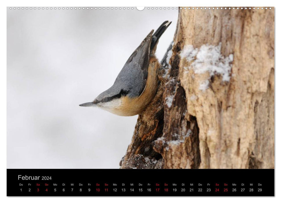 Vögel Stars vor der Kamera (CALVENDO Premium Wandkalender 2024)