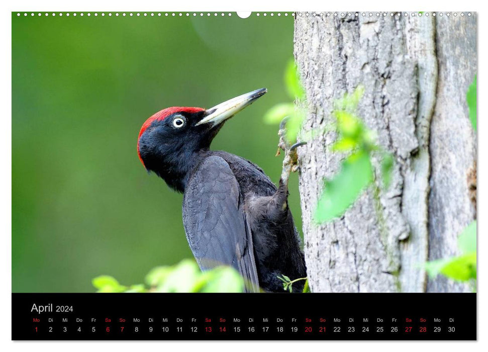 Vögel Stars vor der Kamera (CALVENDO Premium Wandkalender 2024)