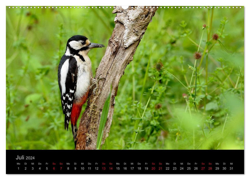 Birds Stars in front of the camera (CALVENDO Premium Wall Calendar 2024) 