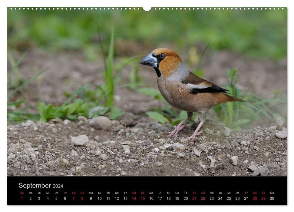 Vögel Stars vor der Kamera (CALVENDO Premium Wandkalender 2024)