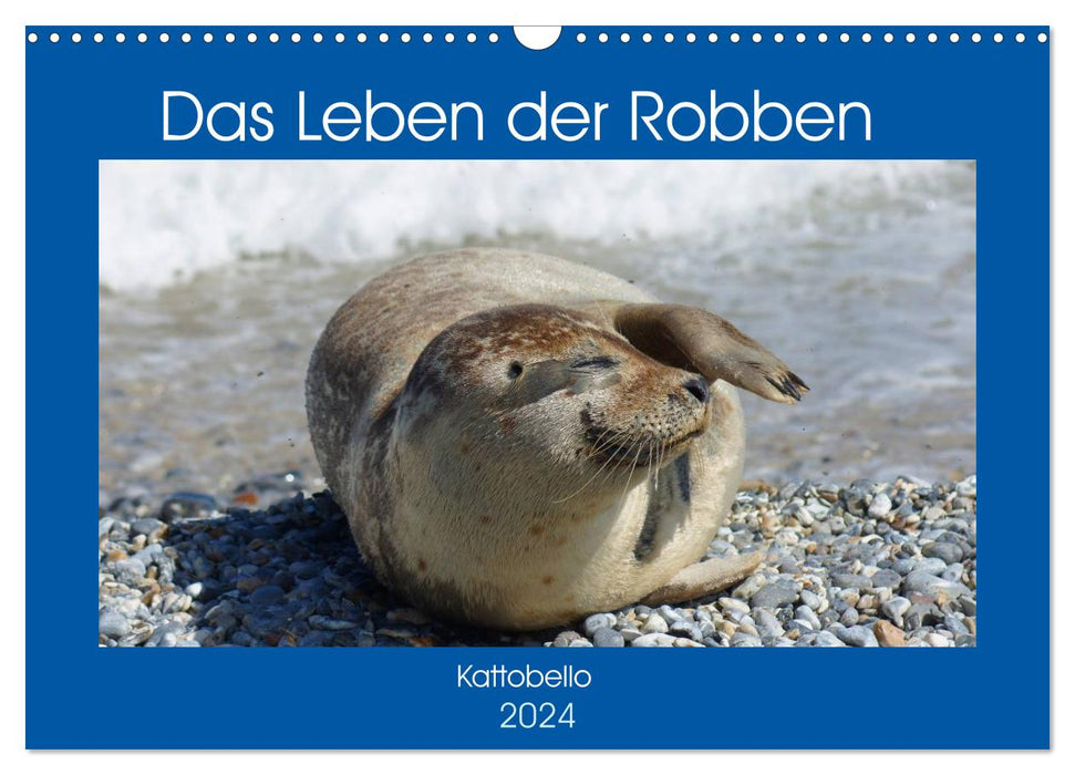 The life of seals (CALVENDO wall calendar 2024) 