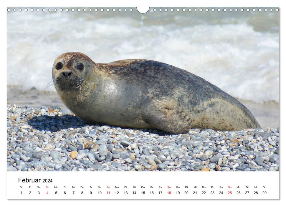 Das Leben der Robben (CALVENDO Wandkalender 2024)